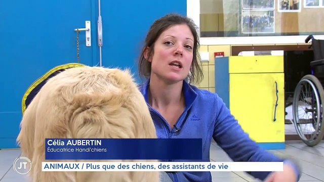 ANIMAUX Plus que des chiens, des assistants de vie