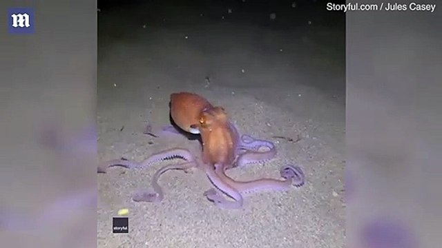 Cette pieuvre est capable de creuser un trou pour se cacher