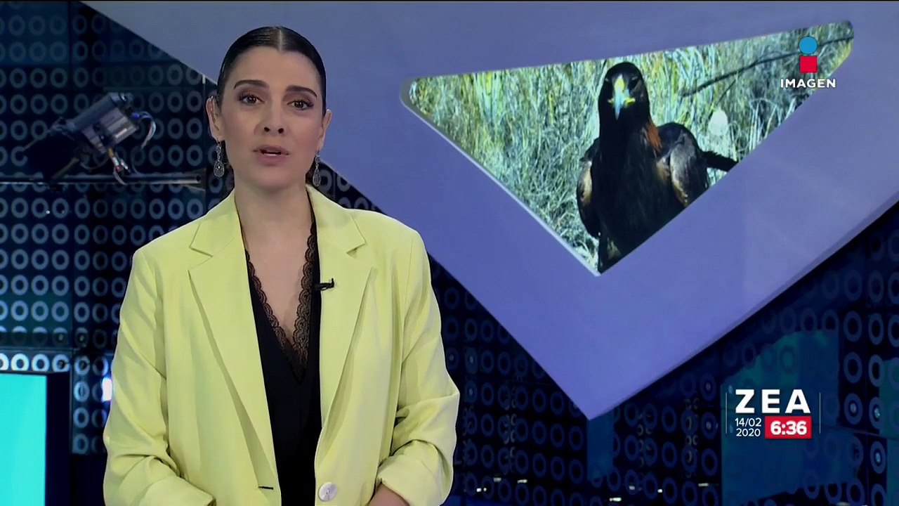 Liberan ejemplar macho de águila real