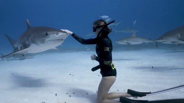 Cette plongeuse va à la rencontre de requins tigres