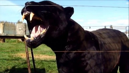 Ce jaguar n'est vraiment pas content... Belles dents