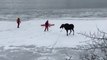 Sauvetage risqué d'un élan tombé dans un lac gelé