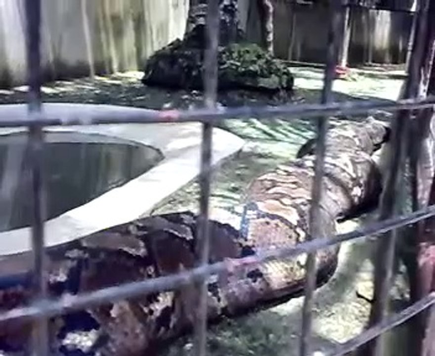 Ce serpent prénommé Prony est immense : python géant