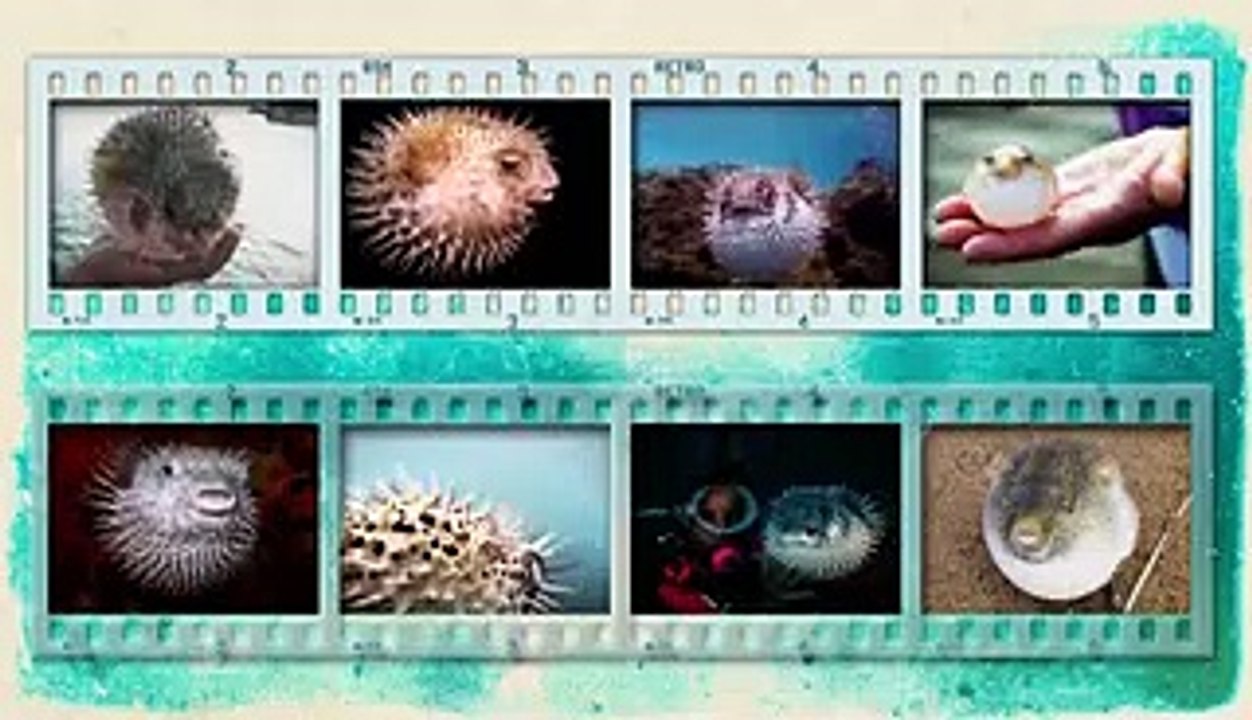 What's inside these 8 unique creatures