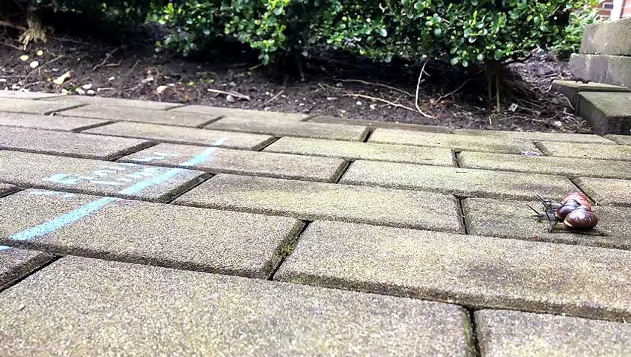 A Snail Race over Time-Lapse