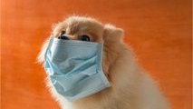 Pet Owners Are Buying Face Masks To Protect Their Furry Friends From Coronavirus