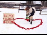 Mini Horse Dressed in Tuxedo Carries Bunch of Roses in Mouth for Valentine's Day