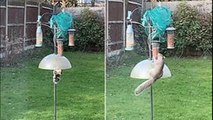 Smart squirrel: Thieving squirrel finds the perfect way to beat bird feeder protector - just jump over it