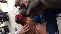 Chickens and Doggos Want Pets