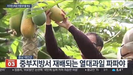 따뜻해진 겨울…전국 어디서나 재배되는 아열대 작물