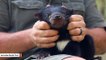Tasmanian Devil Gets The Kind Of Pampering That We All Could Use