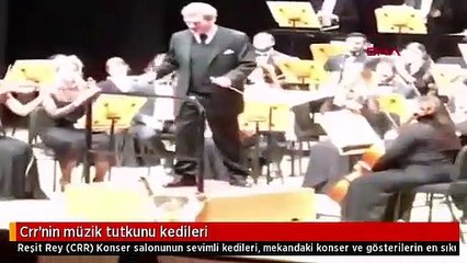Crr'nin müzik tutkunu kedileri