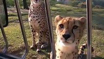 【動物】チーターの鳴き声　 Cheetah cry