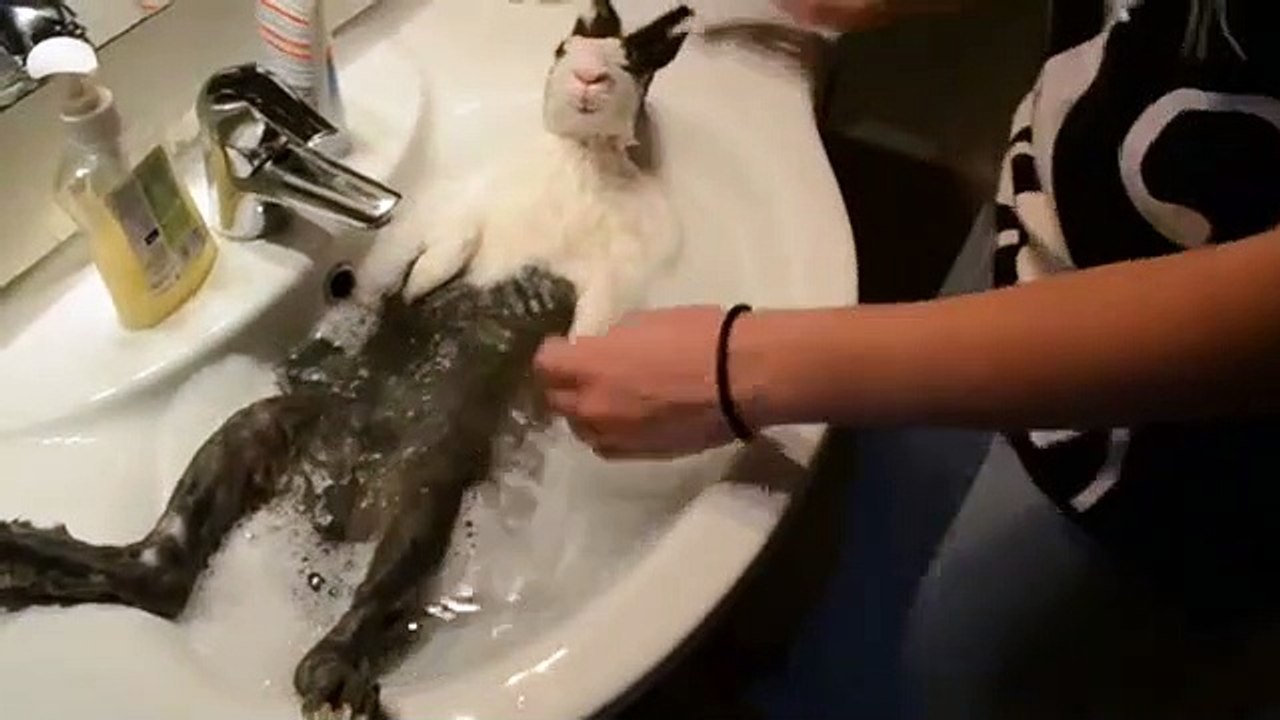 【動物】風呂に入るうさぎ