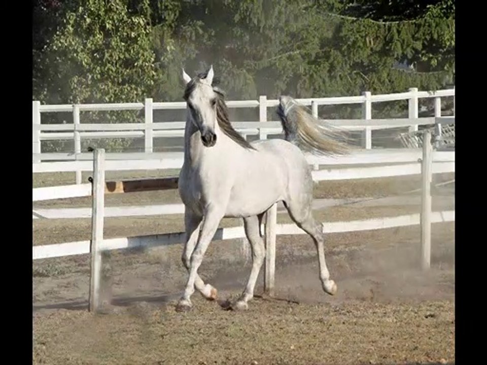 Most beautiful photography of arabian horses, les plus belles photos de pur sang arabes