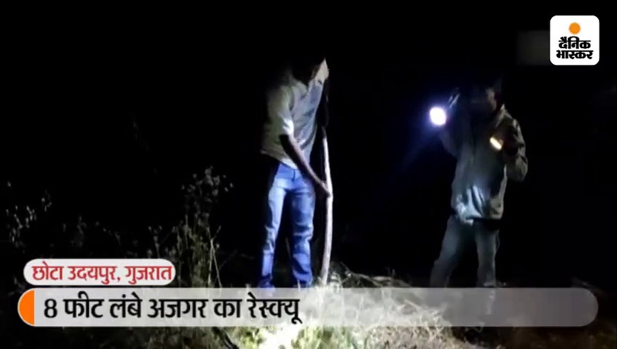 8 फीट लंबे अजगर का रेस्क्यू
