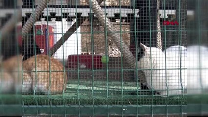 Mersin çorum'da bakımını üstlendiği 30 kediyi, mersin'e getirdi