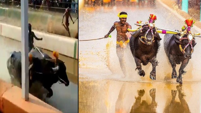 Kambala Jockey Srinivasa Gowda Running Video