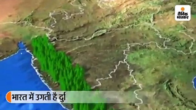 किचन की शान बढ़ाने वाली काली मिर्च एक समय कहलाती थी काला सोना, खूबसूरत है इस मसाले का इतिहास