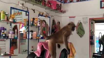 इटावा -महेवा में सैलून की दुकान पर लंगूर का आतंक