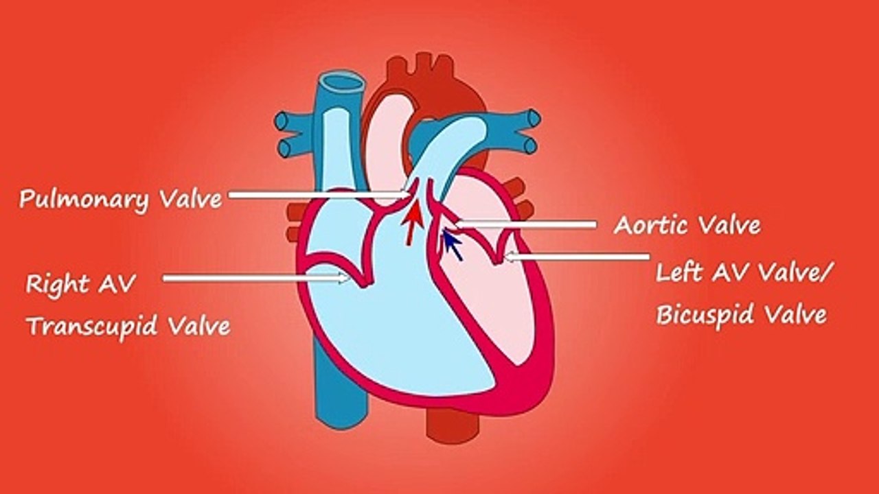 The Heart and Circulatory System - How They Work | Anatomy of the Heart | About Your Heart Attack | Nucleus Health //Anatomy and Function of the Heart