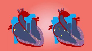 The Heart and Circulatory System - How They Work | Anatomy of the Heart | About Your Heart Attack | Nucleus Health //Anatomy and Function of the Heart