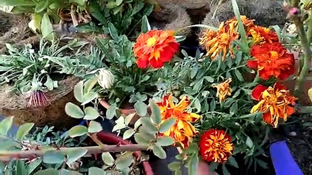 English/hybrid Rose||suckers problem||treatment