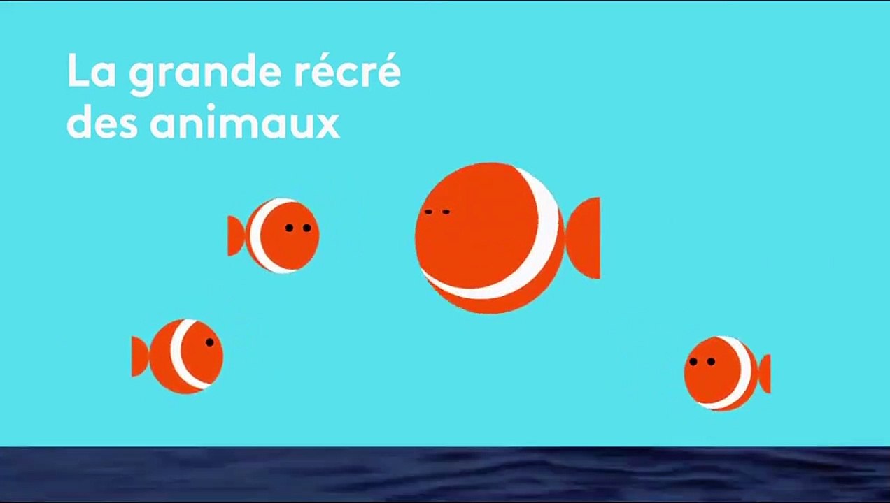 Caméras-espions chez les dauphins