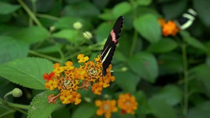 5 Great Flowers For Brown Thumbs & Butterflies