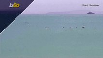 Fin-Tastic Footage! Spectacular Video Shows Dolphins Breaching off English Coast!