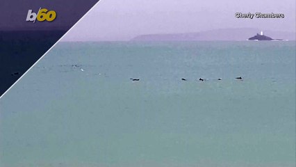 Fin-Tastic Footage! Spectacular Video Shows Dolphins Breaching off English Coast!