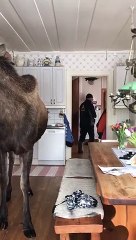 Quand un élan entre dans ta cuisine et mange tout ce qu'il trouve