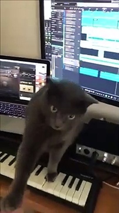 Ce chat joue du piano et ne veut pas lâcher l'instrument