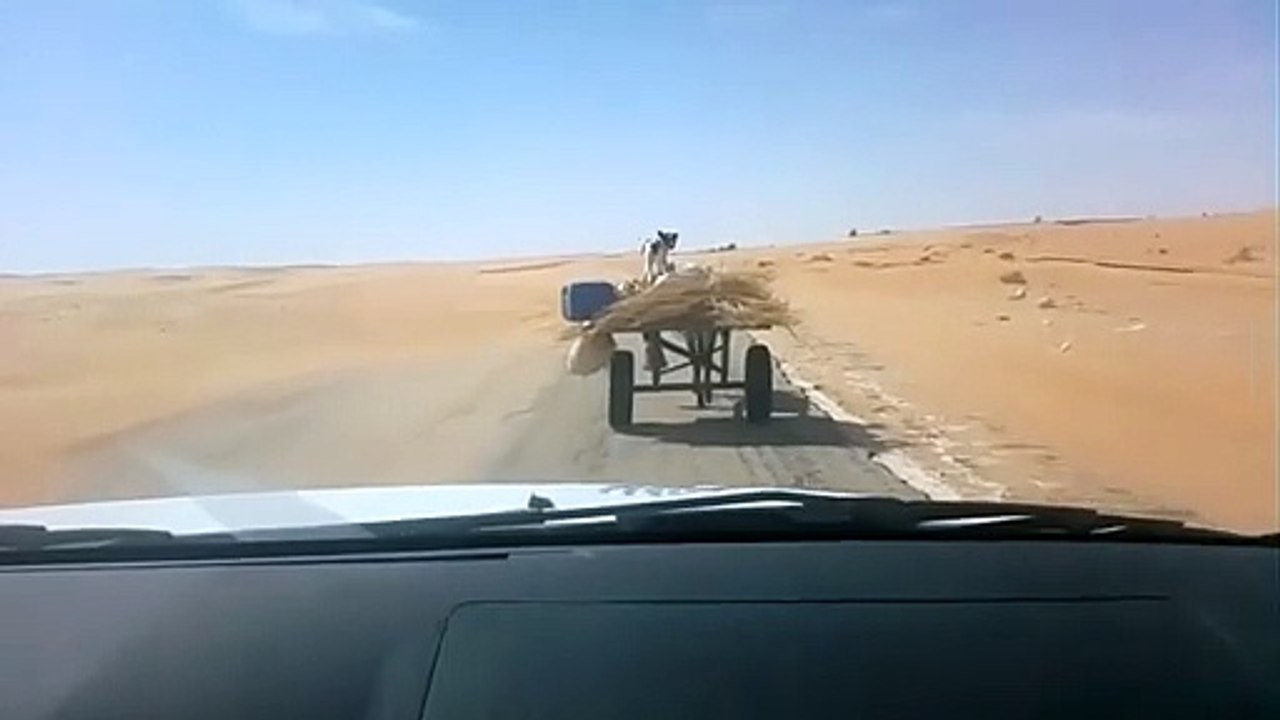 Cette calèche est conduite par un drôle de binô...
