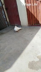 Pure White Pegion | Village Life |