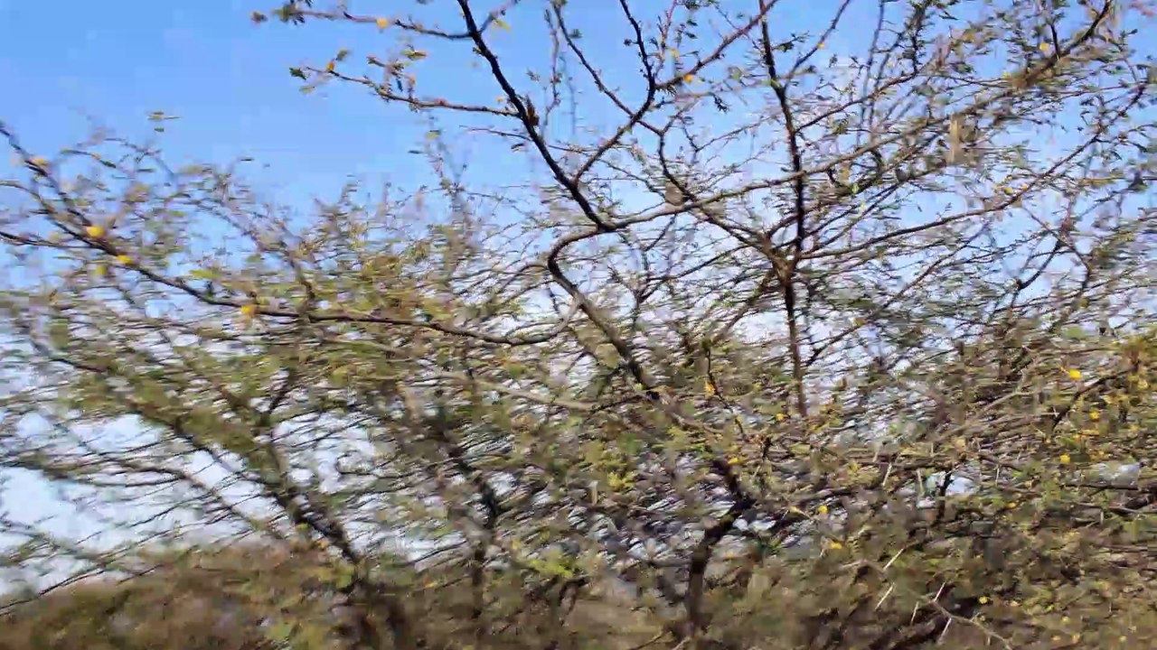 Planta de Huizache, Esta Muy Grande (Plantas y Arboles del Cerro)