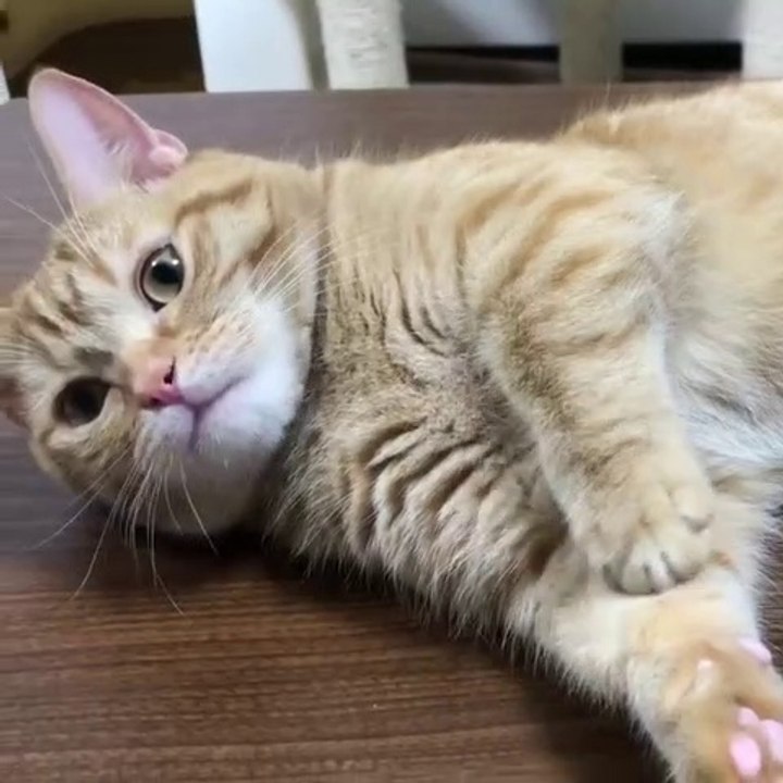 collection of cute cats #11