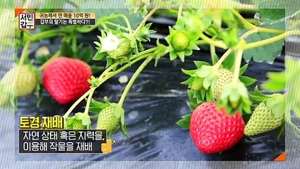 [선공개] ☆수경 재배 스웩☆ 갑부가 딸기 하나로 손님을 사로잡을 수 있었던 비법 대.공.개!