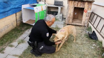 Kaybolan köpek karakola sığındı
