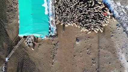 Kuzuların anneleriyle muhteşem buluşması böyle görüntülendi