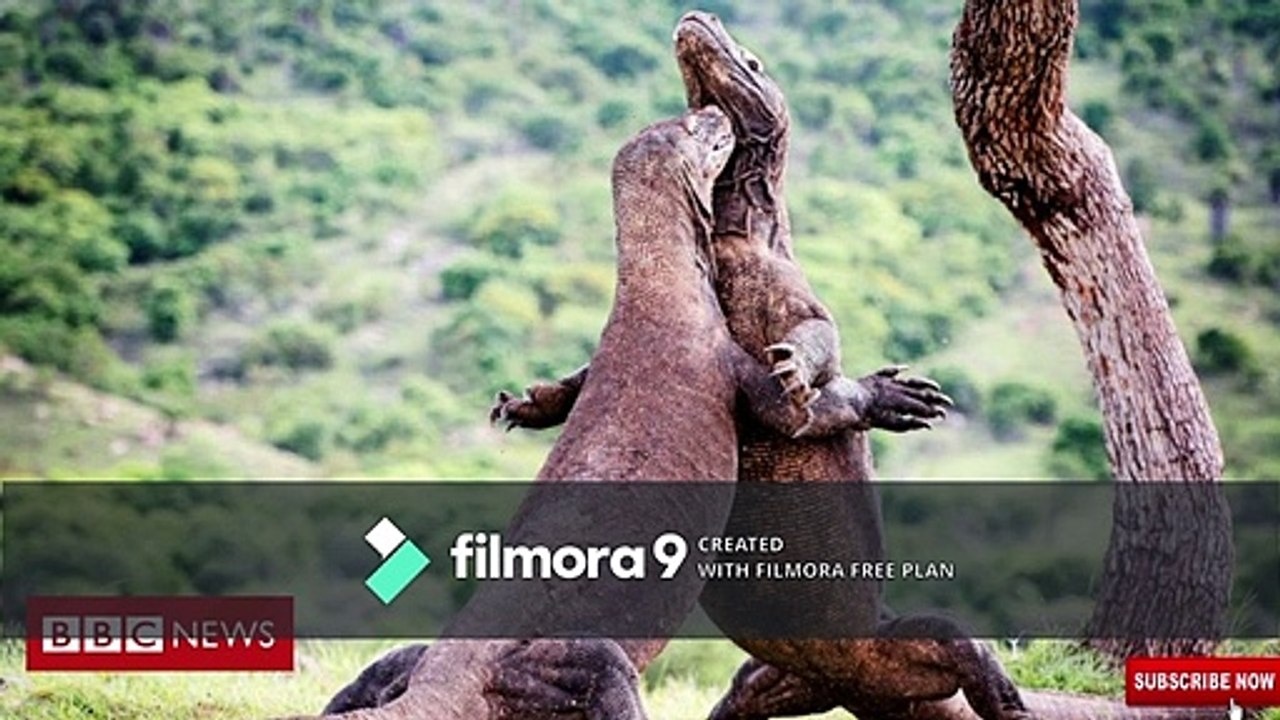 5  Most Dangerous Lizards | dangerous lizards | pets & animals point: