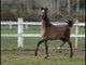 Harmonia Cristal SH, pouliche pur sang arabe, arabian horse filly,  8 months old (｡♥‿♥｡)