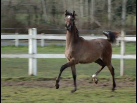 Harmonia Cristal SH, pouliche pur sang arabe, arabian horse filly, 8 months old (｡♥‿♥｡)