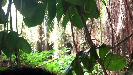 Biosphere 2 full tour walk through - a rainforest and desert ocean in the middle of Arizona - pt.1