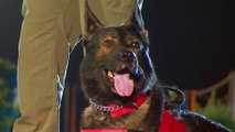 America's Top Dog: Battle of the Shepherds, K9 Eddy Races Against K9 Cam