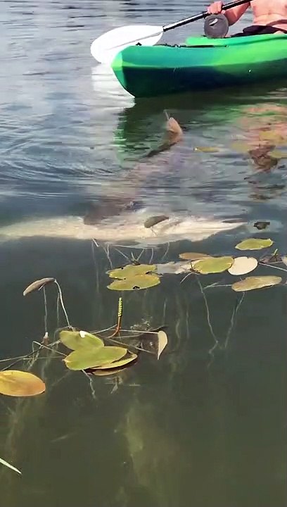 Un brochet trop gourmand veut manger un autre brochet aussi gros que lui