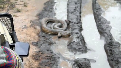 Un énorme serpent bloque la route et ne veut pas bouger