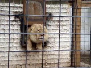 Ce lion n'aime pas être dérangé par les visiteurs du zoo