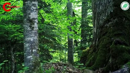 Fotokapana takılan görüntüler hayran bıraktı