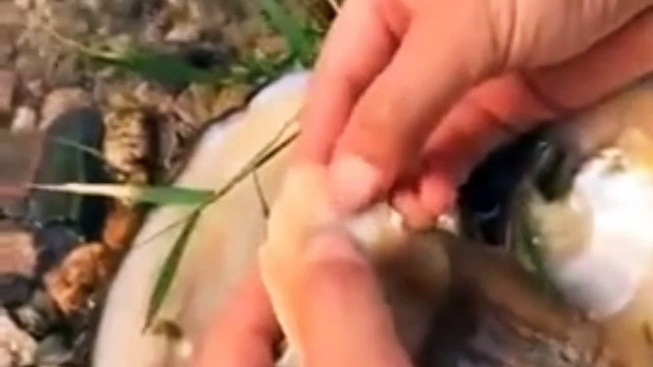 Funny video ! comedy video